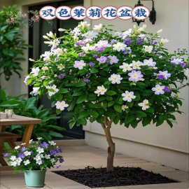 双色茉莉盆栽 双色花苗 鸳鸯茉莉花 阳台室内外盆栽 芳香花卉包邮