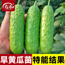 �߮a���S�ϷN�����ѷN����ļ�ˮ�����߲˷N����������С�������l