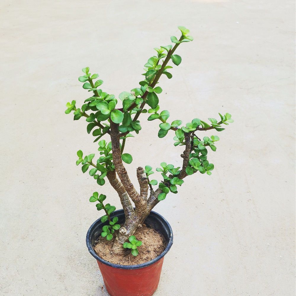 金枝玉叶盆栽老桩多肉植物室内客厅阳台绿植花卉盆景四季好养花卉