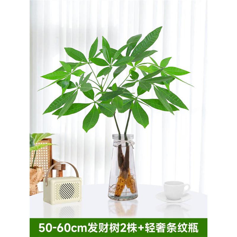 50-60cm 머니트리 2그루 [가벼운 고급 스트라이프 병 포함] 무료 영양액 1팩