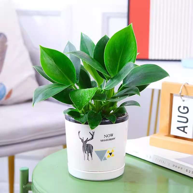 25-30cm 황금 다이아몬드 3개 + 엘크 세라믹 냄비 + 영양액