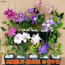 �F��ɏ���� ����ֲ���F��ɏС��ħ����Ȫ �ذ��F��ɏ���玧��l؛