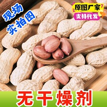 2025年新货带壳生花生农家自种新鲜晒干榨油产地直发批发价