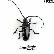 昆虫蝴蝶标本真虫动物锹甲虫天牛教学教育拍照道具原虫满20元包邮