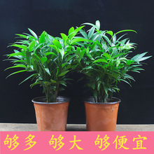 �������ֲ��������̨������ֲ�ļ����໨��ƽ��������ˮ��С����
