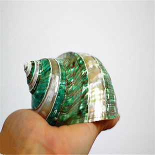 Large Green Snail Striped Pearl Snail Boutique Natural Conch Shell Specimen Snail Collection Home Ornaments Postage Gift