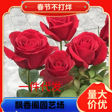 һ�����lõ�廨���Ϙ��ļ��_�����¼��������Ի����^�M�ڻ���