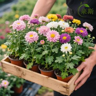 ���������m���M�ھջ����ͺ��׻��_�����������҃����̨�Gֲ��