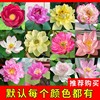 Bowl lotus hydroponic plant species, flowers, flowers, four seasons of interior flowering water, water lotus lotus seed lotus seed seed seeds