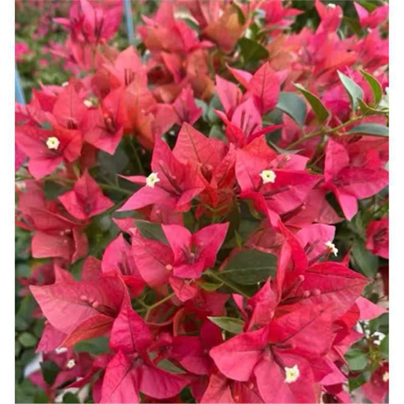 Dos pétalos de ciruela triangular plántulas de ciruela verde, ciruela roja, ciruela roja, cayata, flores en maceta, balcón, patio, terraza, flores