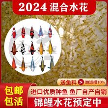 2024年原塘锦鲤水花小鱼苗种日本红白三色丹顶鱼苗观赏鱼锦鲤苗