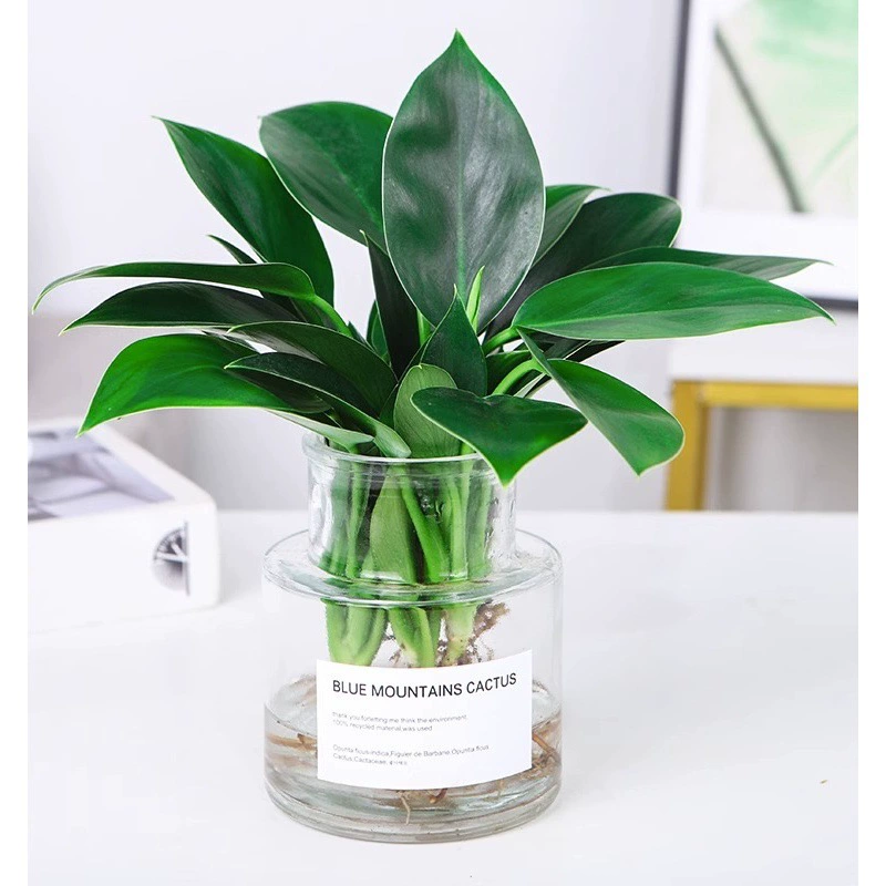 Гидропонное растение с большими листьями, зеленая принцесса в горшке с золотым бриллиантом, настольная зеленая редька в офисе, очищающее воздух, поглощающее формальдегид, водная культура