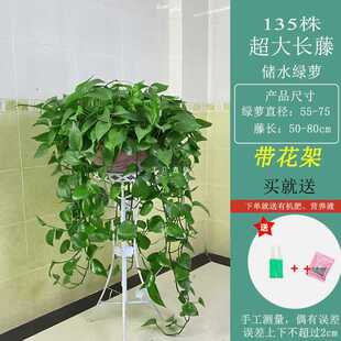✅ Green Radish Potted Green Plants Indoor Absorbs Formaldehyde and Purifies the Air Plants Living Room Hydroponic Large-Leaf Green Basket Long Vine Hanging
