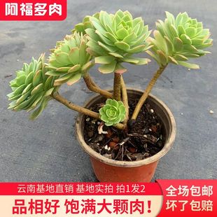 The Real Shot of Green Rose Yunnan Succulent Base Shot of 2 Dream Cactus and Succulents