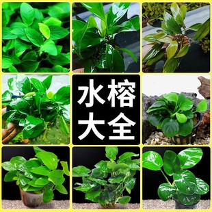 ˮ��ˮ�ݳ�ľֲ������쾰����B�~��ˮ�~�׾Gֲ�������ּ��~�F��