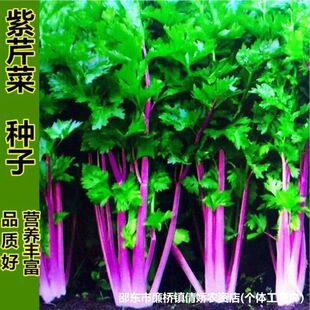 �ļ��t���۷N�Ӽt�۲˷N����ɫ�������߲��̨�ѷN��ζ�⼚�۲˷N