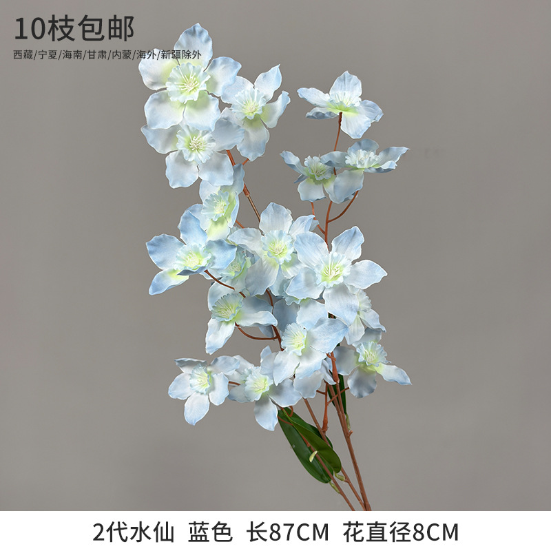 2세대 수선화 블루