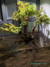 ˮ��÷��׮СҶ������ֲˮ��ֲ������΢���辰ˮ½Ϫ������쾰