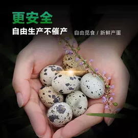 咸蛋类;鸡蛋;皮蛋类