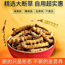 那曲断虫草冬虫夏草官方旗舰店正宗西藏虫草断草纯肉节自己吃泡酒