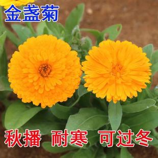 Calendula Seeds, Evergreen Flower Seeds, Large Calendula Seeds, Longevity Chrysanthemum Seeds, Four-Season Flower Garden