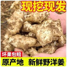 现挖野洋姜5斤新鲜农家蔬菜腌制洋姜姜生菊芋头泡菜腌菜菊姜9斤