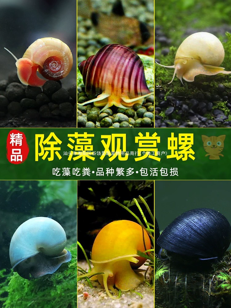 Декоративная улитка, пресноводная яблочная улитка, аквариум с холодной водой, инструмент для удаления водорослей, очистка резервуара для поедания водорослей, маленький домашний питомец, золотая улитка, домашнее животное