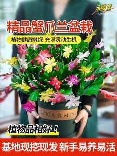 Crab Claw Orchid Potted Flower Seedlings with Buds Grafted Double-Petaled Balcony Indoor Easy-To-Grow Plants All Year Round Evergreen Florals and Green Plants