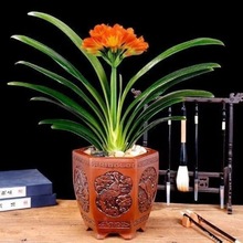 黄花君子兰 黄花君子兰品牌 图片 价格 黄花君子兰批发 阿里巴巴