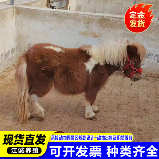 �Bֳ�����깩�����갫�R���w ��ͯ�T�����O�m���R �M�ڰ��R�r��