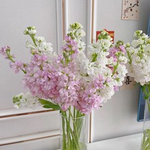 紫罗兰鲜花云南直发批昆明基地鲜切花生活永华批发团购摆摊真花