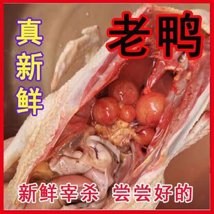 ����������ɢ�B�����F����������ֻ��ĸ�������������Z������