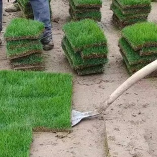 Mud Cultivation Green Turf, Road Greening Football Field Green Turf, No Need to Trim Sijiqing Golf Lawn