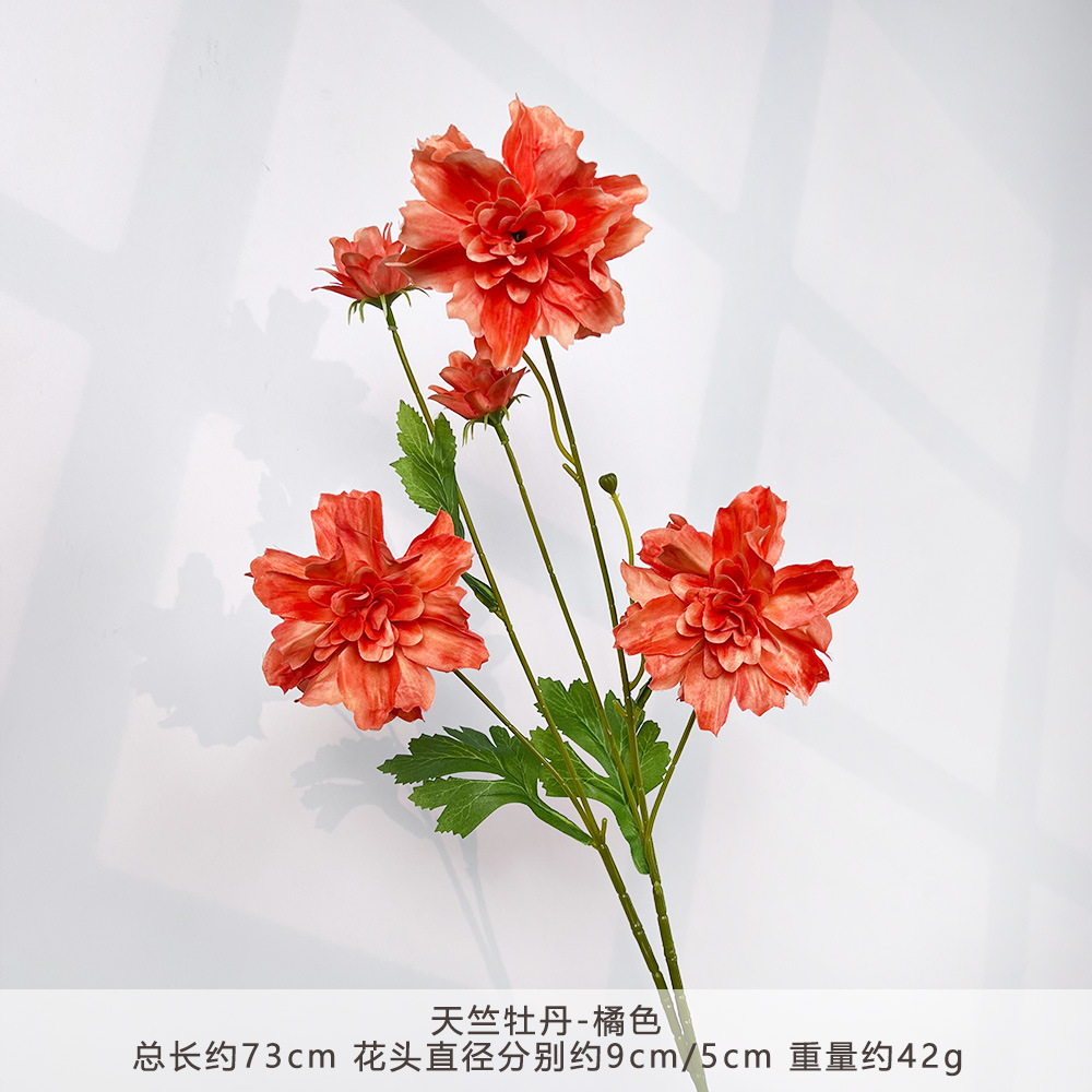 MJ-Tianzhu Hoa Mẫu Đơn-Cam