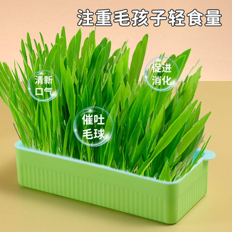 新款寵物貓草種植盒無土栽培貓草套裝貓咪零食水培種草寵物用品