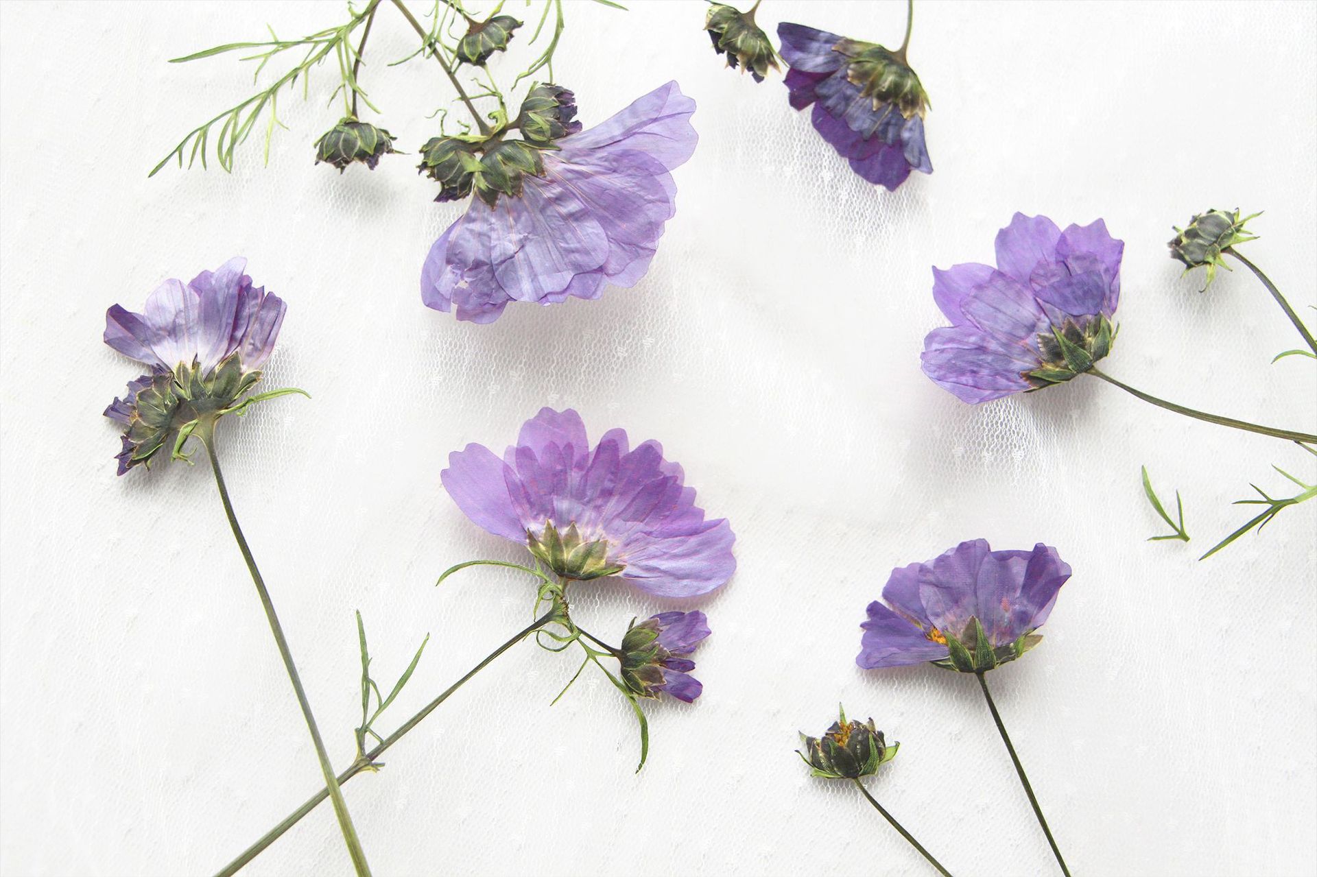 h2uTiviiztSHn2aJjQ1YWs2L5qfucIOu/Zga