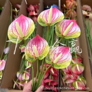 �t���^���ƻ��Q�� ���滨�ٻ��Ҿӻ�cܛ�b�廨�b�ˇ���l