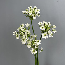 ���Z�q���滨ܛ�b�����a֮�����ﻨ�������l�羳�Ĕz�����}�İٺ�