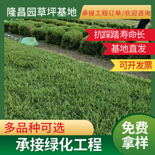 Base Direct Supply Dwarf Bermuda Lawn Courtyard Landscaping Lawn Stadium Resistant to Trampling Real Lawn with Soil