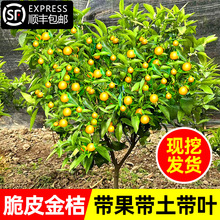 ����������Ԙ����ļ�����ʳ��С��������Ƥ������ؔ���҃�ֲ��