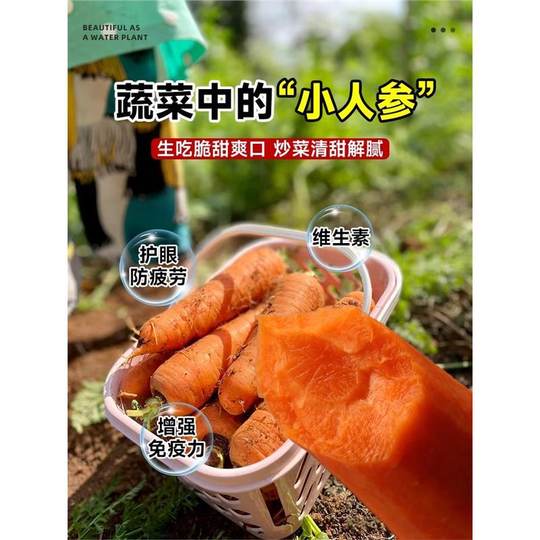 Carrot Seeds, Fruit and Vegetable Seeds, Red Cherry Radish Seeds, Balcony Potted Plants, Vegetable Seedlings for Autum Planting