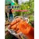 Carrot Seeds, Fruit and Vegetable Seeds, Red Cherry Radish Seeds, Balcony Potted Plants, Vegetable Seedlings for Autum Planting