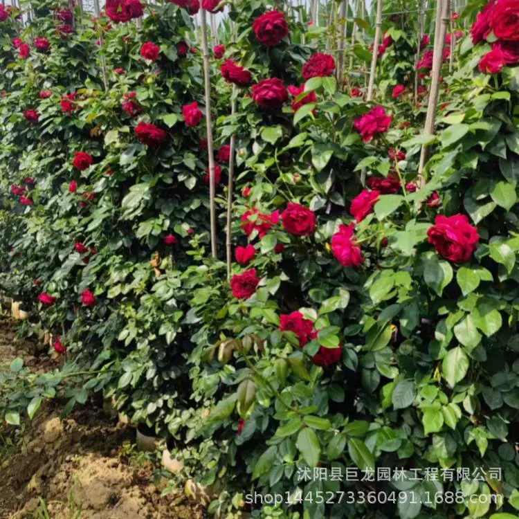 Розовые саженцы, красные двойные розы счастья, современные розы с крупными цветками, европейские лунные горшечные растения, полные сорта для посадки в грунт.