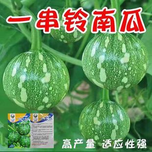 һ����ϹϷN�����㻨Ƥ�A����������С�ϹϷN�ļ��߲˲���