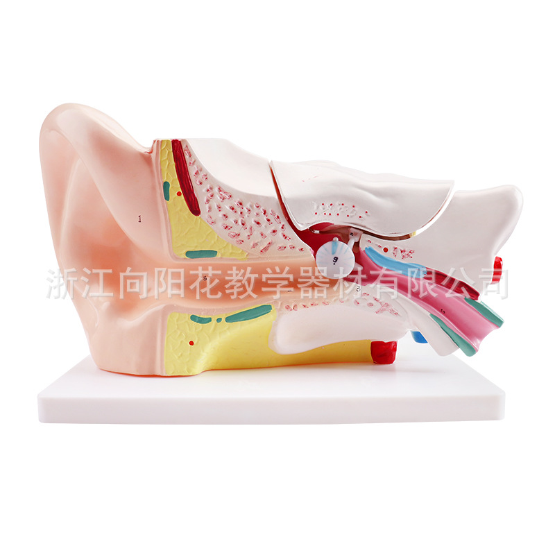 厂家直销 3310-1耳朵放大模型 放大6倍，生物医疗教学模型