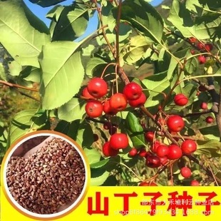 ɽ���ӷN��ɽ�G�Ӗ|��ɽ���ӹ���N�����~��ľҰ�����@�@ˇͥԺ�N