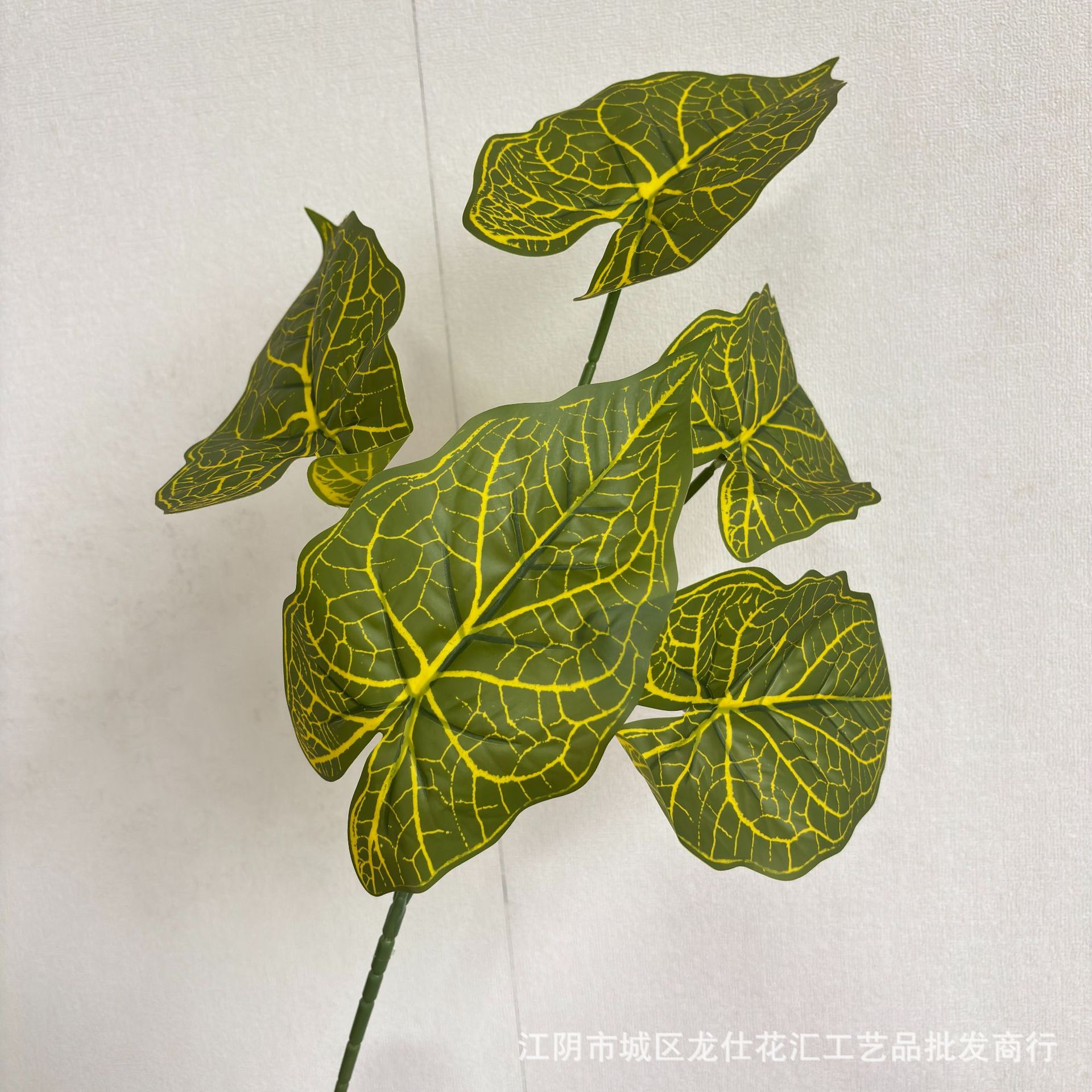 Hojas grandes de taro, agradables al tacto, de un vibrante color amarillo verdoso.
