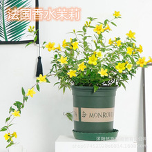 法国香水藤盆栽花卉茉莉花树苗带花苞爬藤蔓耐寒植物四季开花浓香