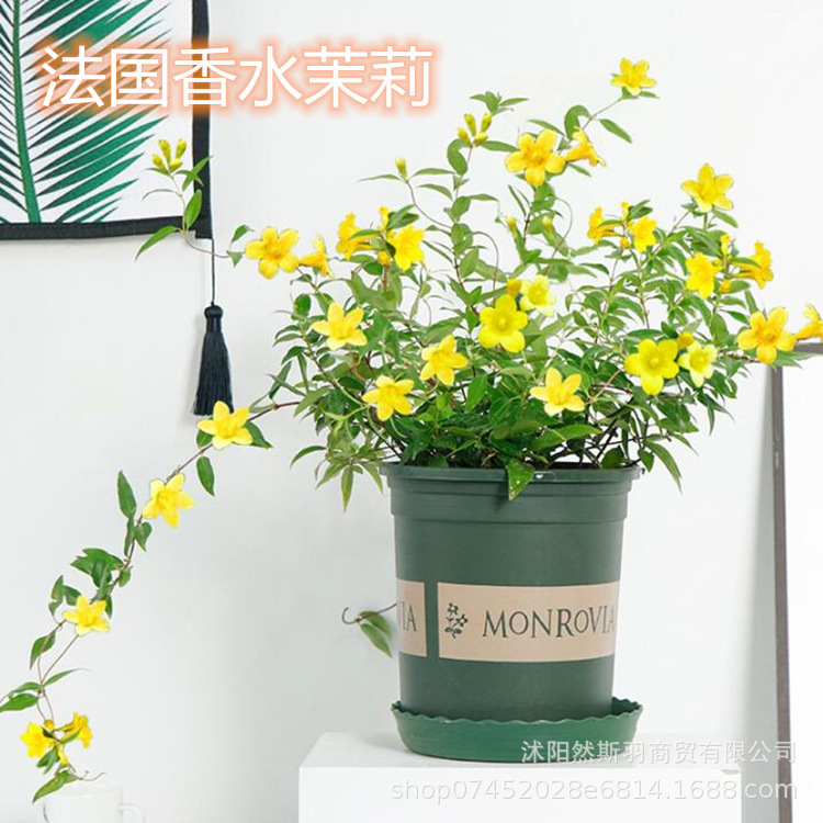 法国香水藤盆栽花卉茉莉花树苗带花苞爬藤蔓耐寒植物四季开花浓香