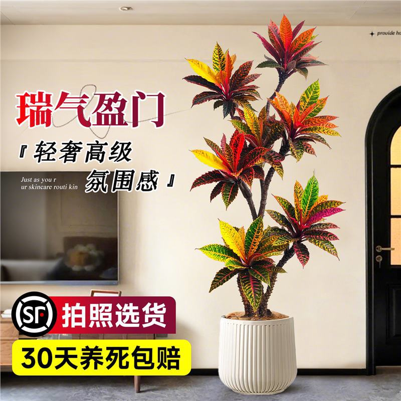 商品图